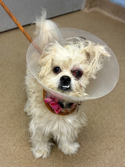 Shelter Stray Male Dog last seen Near East Ponce De Leon Avenue apt1104/bld100 Ston, 30083, GA, 3280 Chamblee Dunwoody Rd, Chamblee, GA 30341, USA