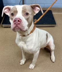 Shelter Stray Male Dog last seen Near Laurel Post Dr., 30058, GA, 3280 Chamblee Dunwoody Rd, Chamblee, GA 30341, USA