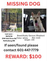 Lost Male Dog last seen Hegwood rd, Hattiesburg, MS 39402