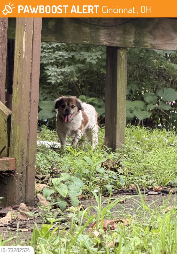Found/Stray Unknown Dog last seen Seen roaming on Lincoln Ave, Cincinnati, OH 45206