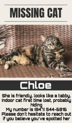 Reunited Female Cat last seen Near Malden, Chicago, IL 60640