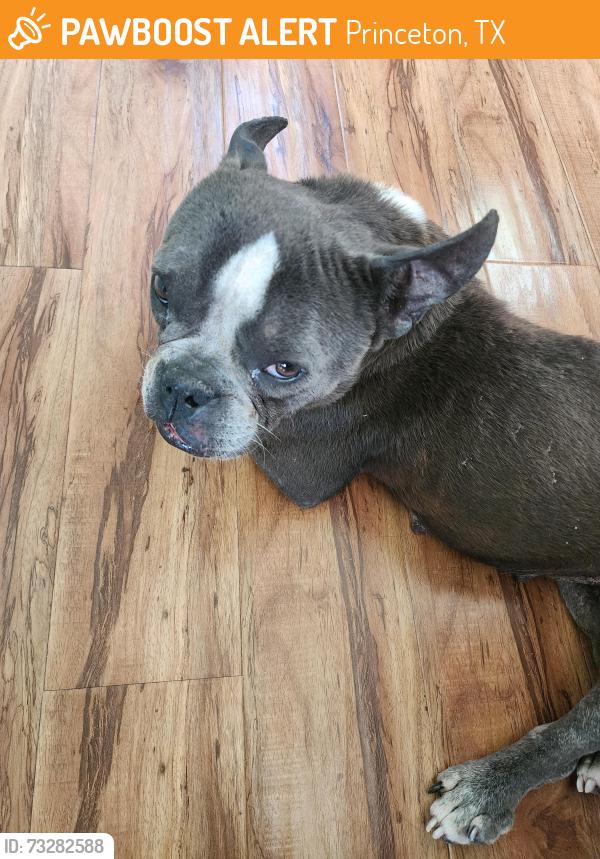 Found/Stray Female Dog last seen Princeton Meadows, Princeton, TX 75407