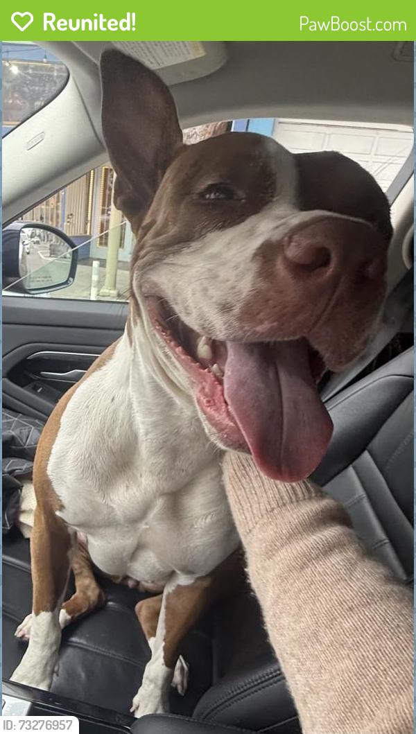 Reunited Female Dog last seen Near Valencia St, San Francisco, CA 94110, San Francisco, CA 94110