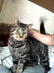 Lost Male Cat last seen Hamehook and Deschutes Market Road, Bend, OR 97701