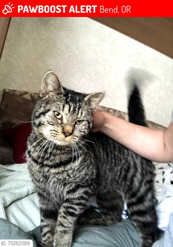 Lost Male Cat last seen Hamehook and Deschutes Market Road, Bend, OR 97701