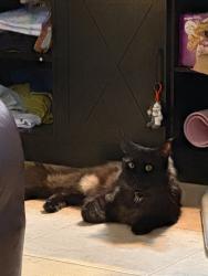 Reunited Male Cat last seen Near Sharpcrest St, Houston, TX 77072, USA, Houston, TX 77072