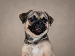 Shelter Stray Female Dog last seen Near Masterson Pass, AUSTIN, TX, 78753, 7201 Levander Loop bldg a, Austin, TX 78702, USA