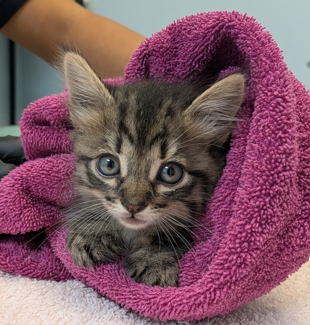Shelter Stray Female Cat last seen Near S Camino Del Rio, San Diego, CA, 92108, 5500 Gaines St, San Diego, CA 92110, USA