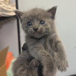 Shelter Stray Female Cat last seen Delta Street, San Diego, CA, 92113, 5500 Gaines St, San Diego, CA 92110, USA