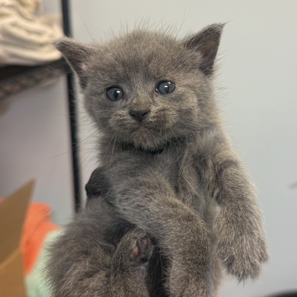 Shelter Stray Female Cat last seen Delta Street, San Diego, CA, 92113, 5500 Gaines St, San Diego, CA 92110, USA