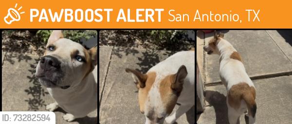 Found/Stray Male Dog last seen Hillcrest Subdivision, San Antonio, TX 78245