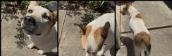 Found/Stray Male Dog last seen Hillcrest Subdivision, San Antonio, TX 78245