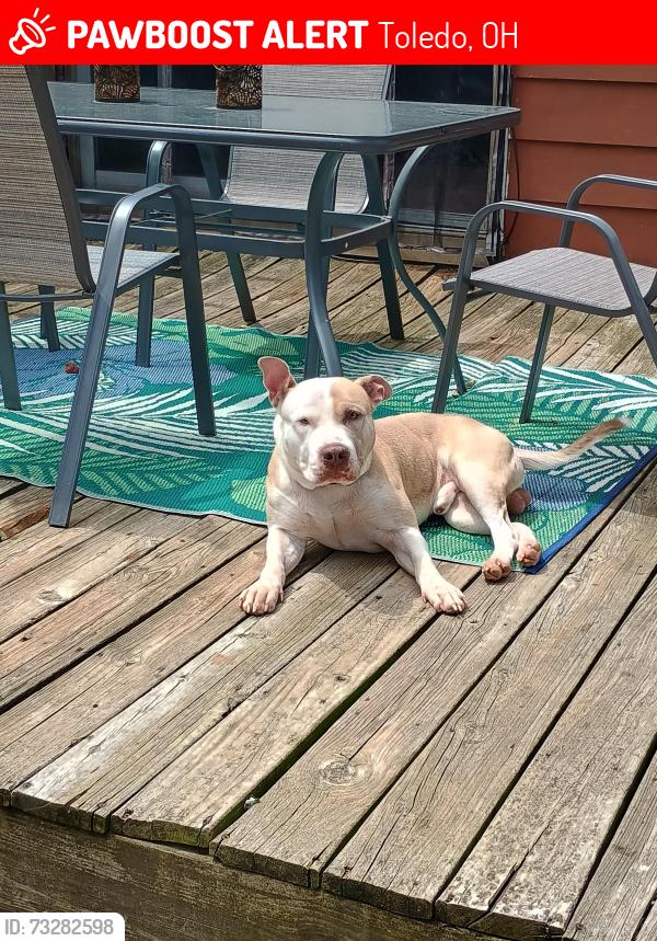 Lost Male Dog last seen Dorr and Richards Rd, Toledo, OH 43607