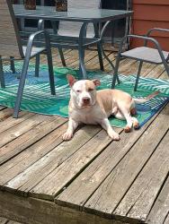 Lost Male Dog last seen Dorr and Richards Rd, Toledo, OH 43607