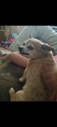 Reunited Female Dog last seen 2nd St, 3rd St, Hanover St, Baltimore, MD 21225