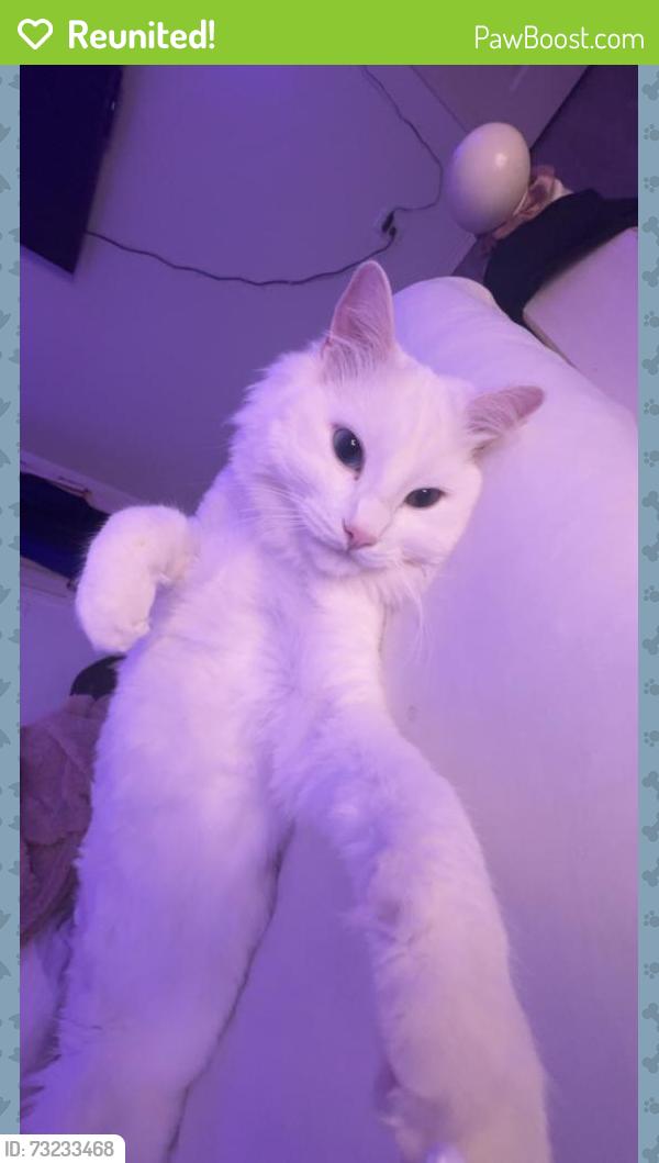 Reunited Male Cat last seen Christ the king school, Calgary, AB T3M 0B3