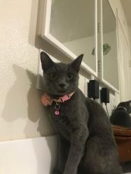 Lost Female Cat last seen Lehu pl, Lihue, HI 96766