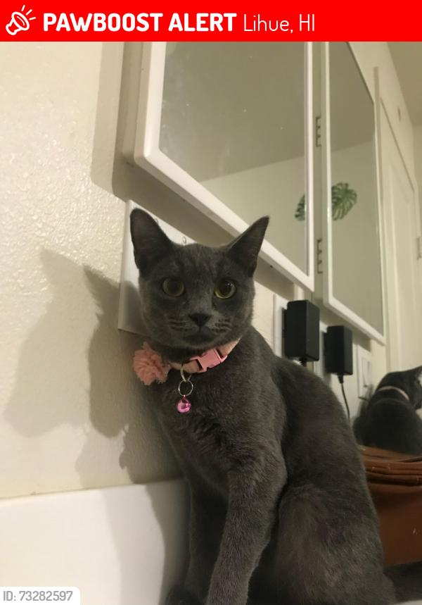 Lost Female Cat last seen Lehu pl, Lihue, HI 96766