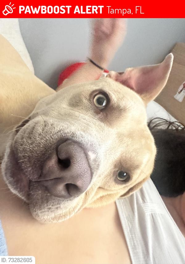 Lost Male Dog last seen Florida, Tampa, FL 33604