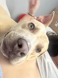 Lost Male Dog last seen Florida, Tampa, FL 33604