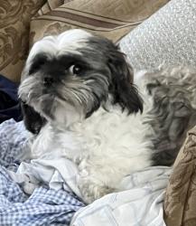 Reunited Male Dog last seen Near Riverway Ct, Mesquite, TX 75181, USA, Mesquite, TX 75181