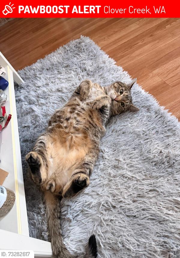 Lost Male Cat last seen Near Ave East (Spanaway), Clover Creek, WA 98445