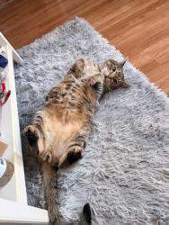 Lost Male Cat last seen Near Ave East (Spanaway), Clover Creek, WA 98445