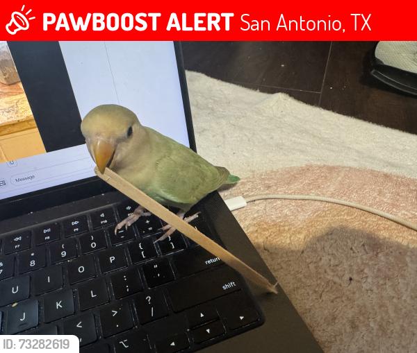 Lost Unknown Bird last seen wayside dr by west avenue, San Antonio, TX 78213