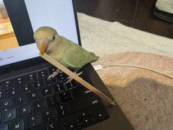 Lost Unknown Bird last seen wayside dr by west avenue, San Antonio, TX 78213