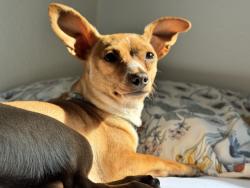 Reunited Male Dog last seen Near Roosevelt Ave Enumclaw Wa 98022, Enumclaw, WA 98022