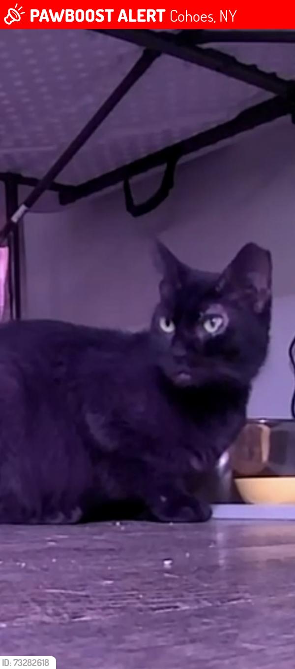 Lost Female Cat last seen Manor Ave, Cohoes, NY 12047