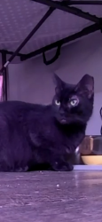 Lost Female Cat last seen Manor Ave, Cohoes, NY 12047