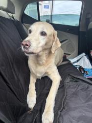 Reunited Male Dog last seen Taylor road and Tomoka, Samsula-Spruce Creek, FL 32128