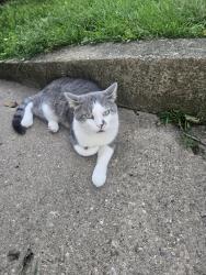 Found/Stray Male Cat last seen Ingalls and William street, Joliet, IL 60435