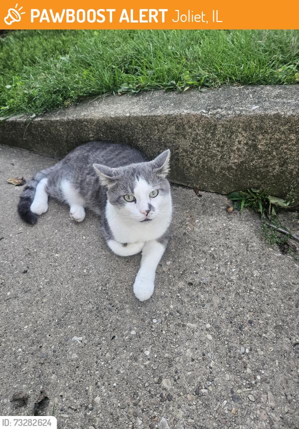Found/Stray Male Cat last seen Ingalls and William street, Joliet, IL 60435