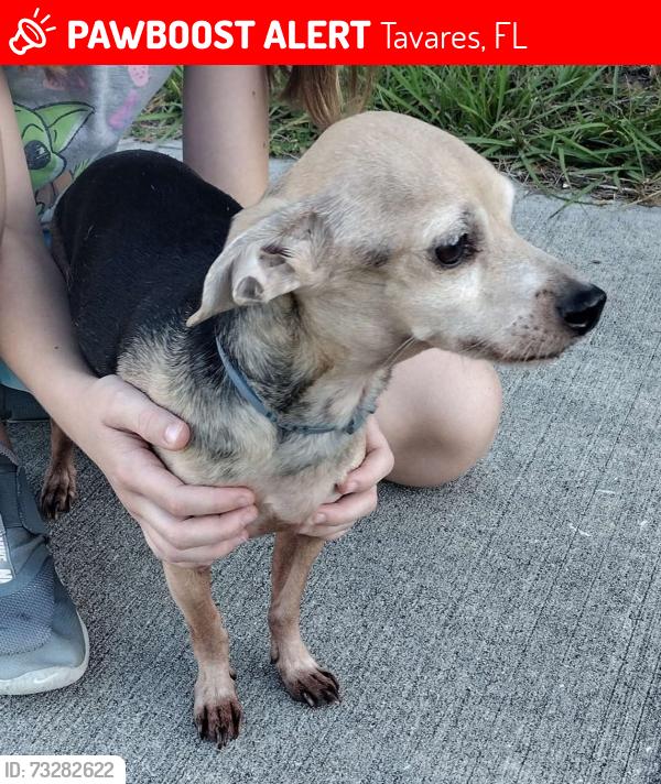 Lost Male Dog last seen Givens & Disston Ave, Tavares, FL 32778