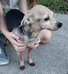 Lost Male Dog last seen Givens & Disston Ave, Tavares, FL 32778