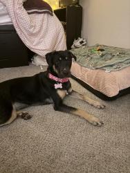 Lost Female Dog last seen West bethel Ave by tire barn and Walmart, Muncie, IN 47304