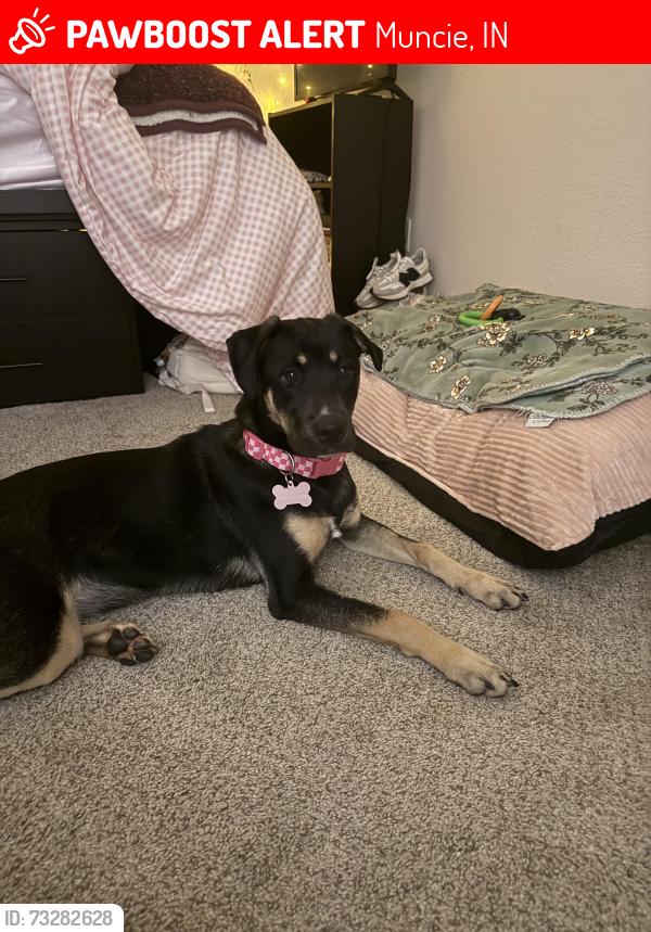 Lost Female Dog last seen West bethel Ave by tire barn and Walmart, Muncie, IN 47304