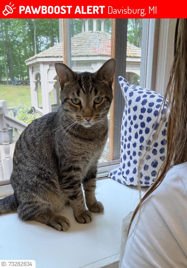 Lost Male Cat last seen Carriage trail, and buggy whip dr, Davisburg, MI 48350