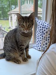Lost Male Cat last seen Carriage trail, and buggy whip dr, Davisburg, MI 48350