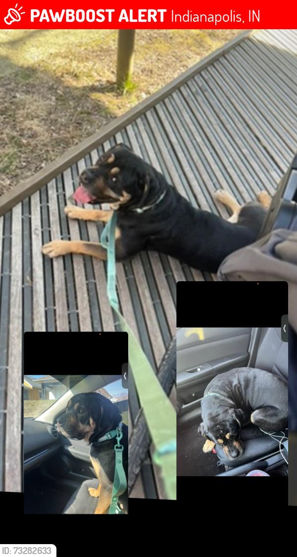 Lost Female Dog last seen Michigan rd, Indianapolis, IN 46228