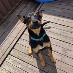 Shelter Stray Male Dog last seen , 825 W Jefferson St, Tipton, IN 46072, USA