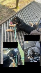 Lost Female Dog last seen Michigan rd, Indianapolis, IN 46228