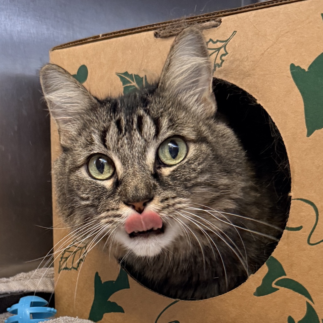 Shelter Stray Male Cat last seen , 4575 E Mesquite Ave, Palm Springs, CA 92264, USA