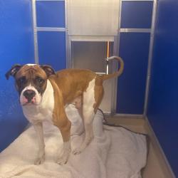 Shelter Stray Male Dog last seen , Animal Care & Control Team of Philly, 111 W Hunting Park Ave, Philadelphia, PA 19140, USA