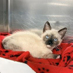 Shelter Stray Female Cat last seen , 4575 E Mesquite Ave, Palm Springs, CA 92264, USA