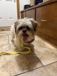 Found/Stray Male Dog last seen S Fulton Street and S Main Street, Salisbury, NC 28144