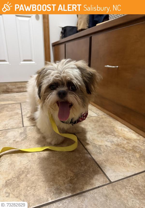 Found/Stray Male Dog last seen S Fulton Street and S Main Street, Salisbury, NC 28144
