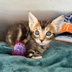 Shelter Stray Male Cat last seen , 4575 E Mesquite Ave, Palm Springs, CA 92264, USA